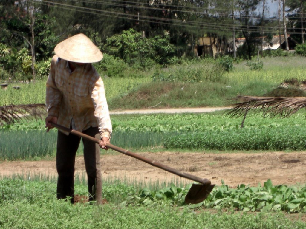Gardener working among vegetable rows in a garden